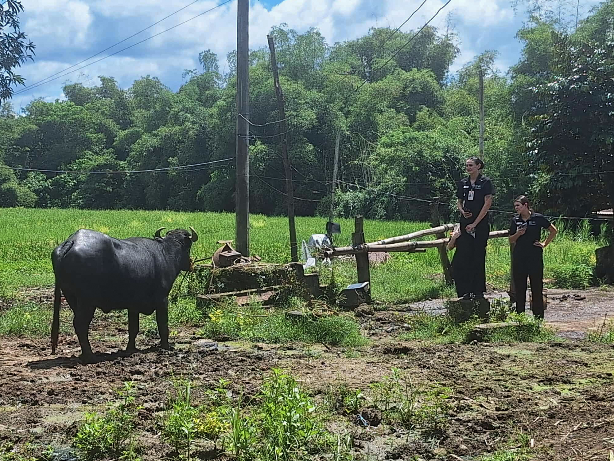 A visit to a Carabao farm in  Brgy. Masalipit, San Miguel, Bulacan.